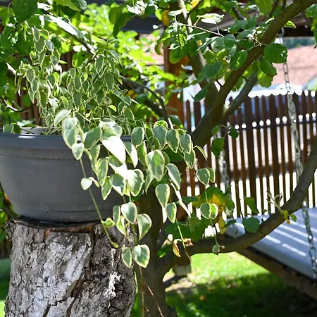 Musafir's House Hébergement de vacances Pazaric