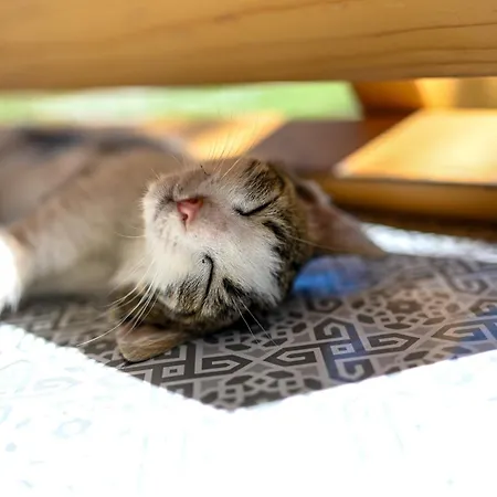 Hébergement de vacances Musafir's House *